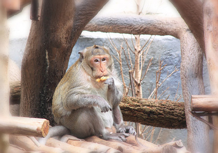 泰国清迈动物园ChiangMa图片