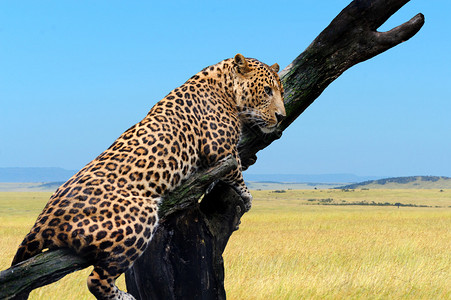 豹子坐在自然背景的树枝上图片