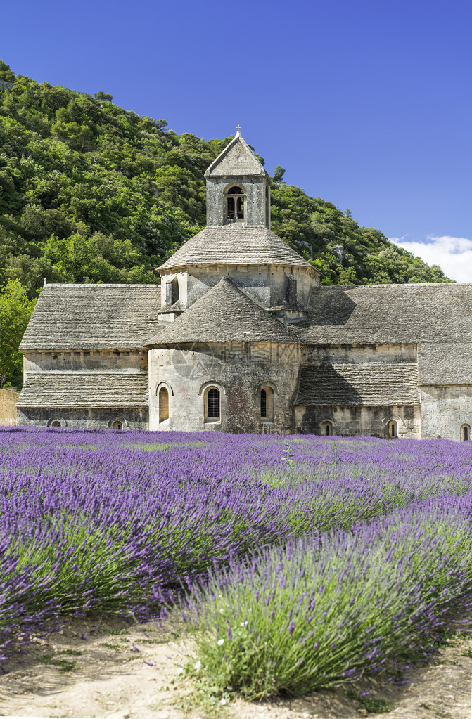 塞南克修道院和盛开的一排薰衣草花图片