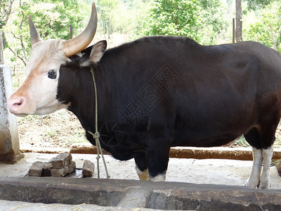牛物种被认为在8000多年前被驯化Mithun主要作为肉食动物饲养图片