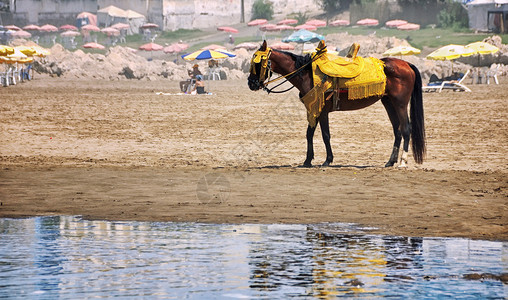 有黄色马鞍的棕色马站在摩洛哥卡萨布兰卡的海滩上在地中海的反射模糊的图片