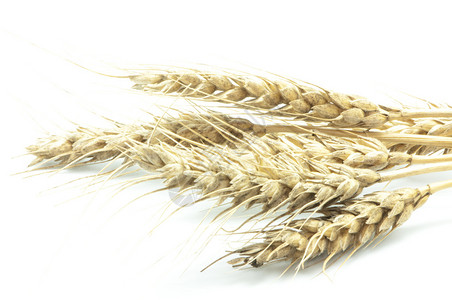 白色背景上的大麦植物图片