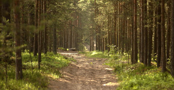 树林里的乡间小路图片