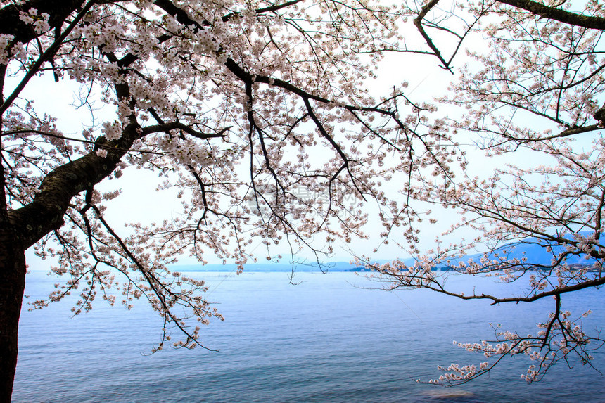 突出到琵琶湖海津大崎KaizuOsaki的礁区琵图片