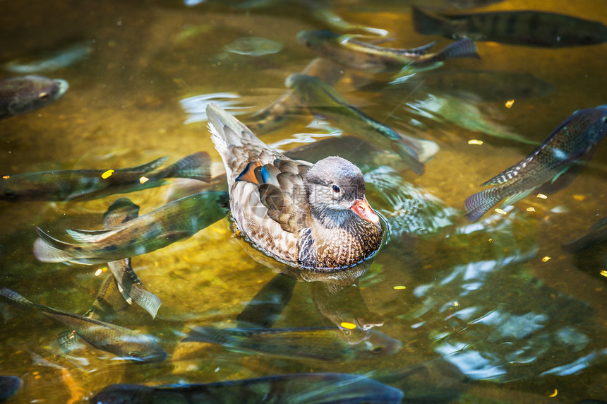美丽的小鸭子在湖人队中游泳图片