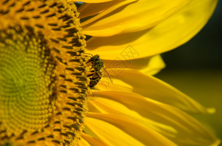 蜜蜂降落在向日葵授粉图片