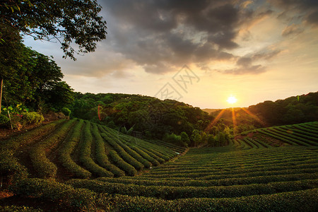 用于广告或其他用途的茶叶种图片