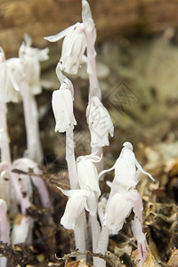 奇异的真菌如白色林地花朵图片