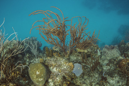 宫颈息肉珊瑚礁墙向下延伸至1背景