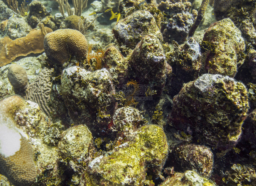 生活在岩石上的多种珊瑚图片