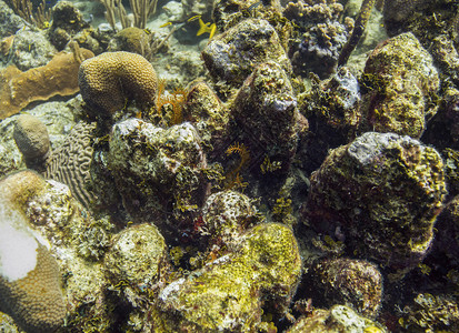 生活在岩石上的多种珊瑚图片
