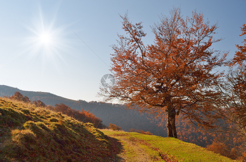阳光明媚的秋天风景与森图片