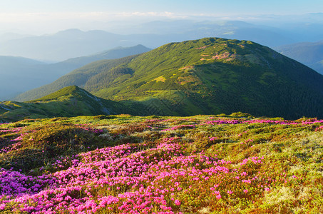 阳光明媚的夏日风景山上的粉图片