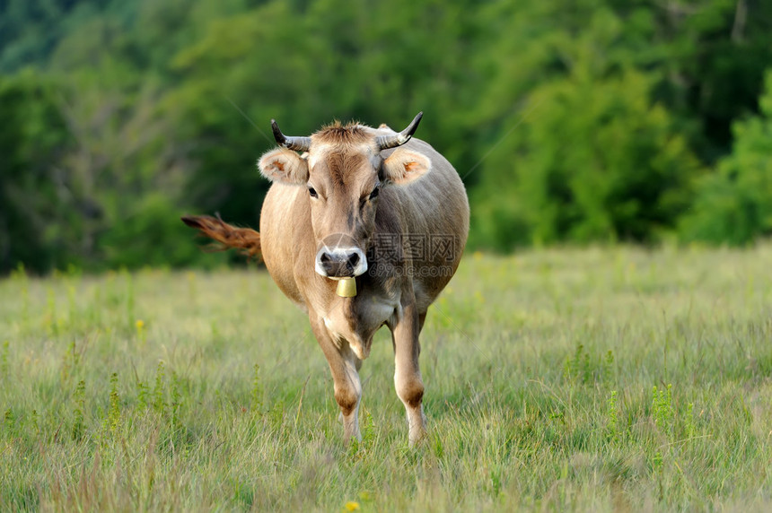 年轻棕色母牛在夏天草甸图片