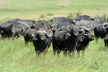 非洲野生非洲水牛图片