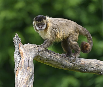 卡普金猴子在其自然栖息地和非洲图片