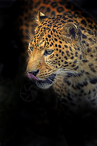 野生非洲大草原上的豹子图片