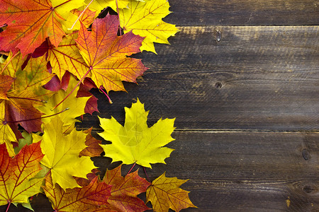 背景木板上的秋叶背景图片
