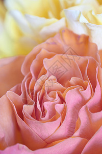 黄色和粉红色玫瑰背景的特写图片