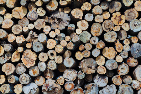 工业木材厂的原木和桩图片
