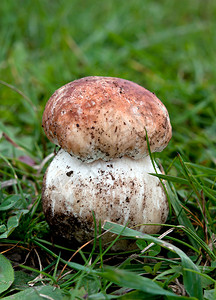 森林中可食用的白蘑菇图片