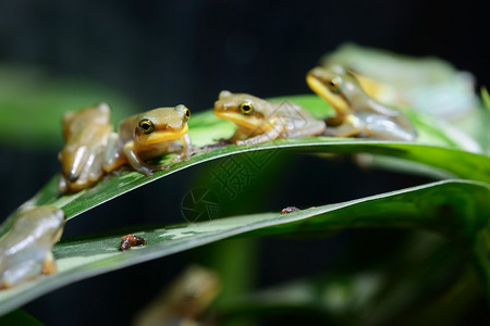 变形后的青蛙RhacophophorusDo图片