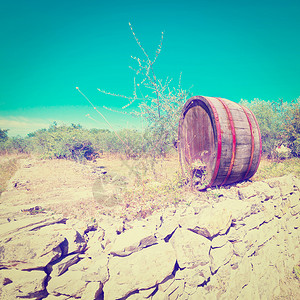 葡萄园的葡萄酒桶Insta图片