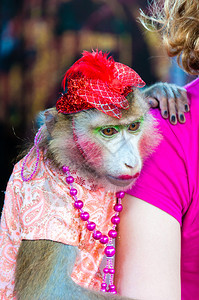 在泰国身穿便装的经过训练的猴子图片