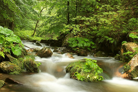 森林溪流流过山谷图片