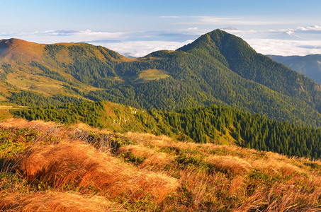 与山和松树林的秋天风景金草图片