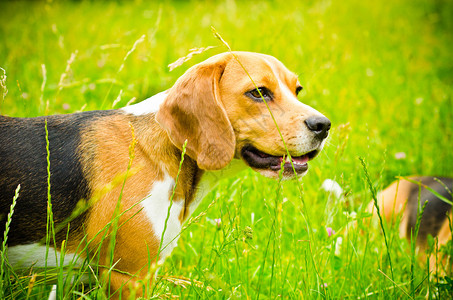 户外绿草上的小猎犬背景图片