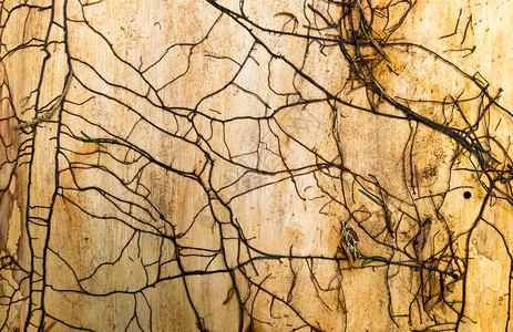 老常春藤覆盖轻木树纹理图片