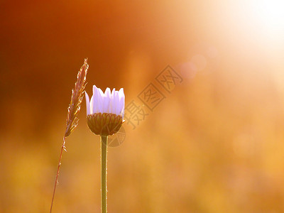 在雏菊领域的晴朗的黎明风景图片