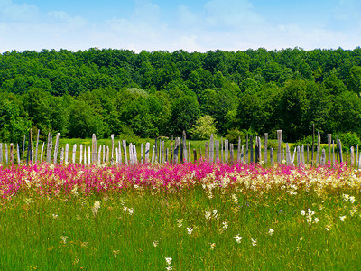 罗马尼亚夏季农村有绿田和图片
