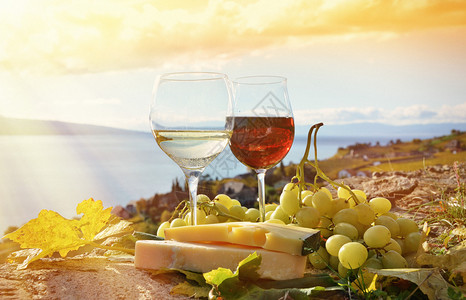 瑞士Lavaux地区葡萄园露台的葡萄酒图片