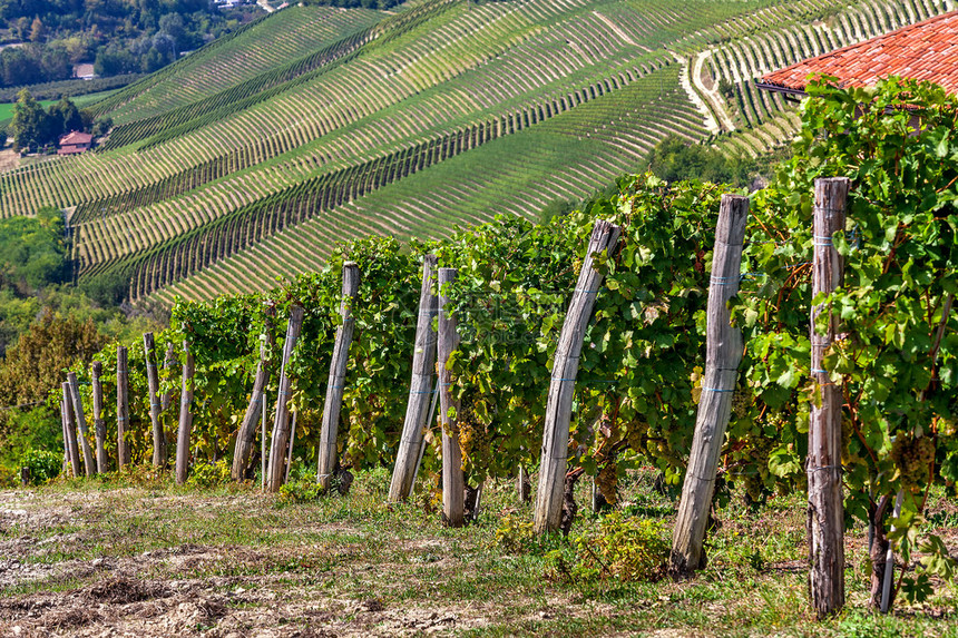 意大利北部皮埃蒙特山丘上的葡萄园绿葡萄树图片