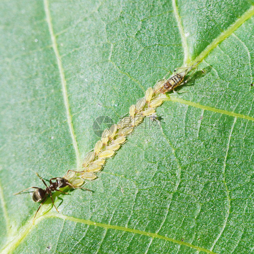 蚂蚁在核桃树的叶子上照顾蚜虫群关闭图片