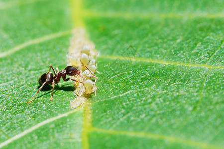 蚂蚁从生长在紧闭的胡桃树叶上的虫图片