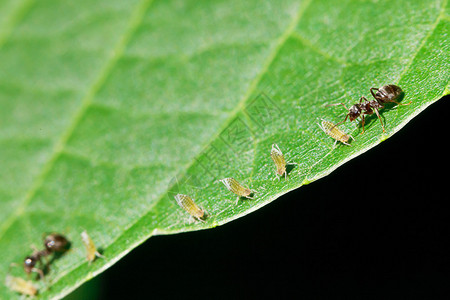 两只蚂蚁在胡桃树叶上放图片