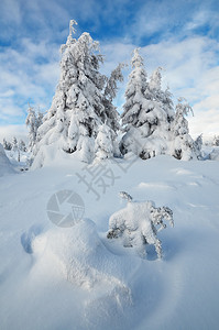 山上积雪覆盖树木的圣诞景观图片