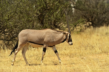 GemsbokantellopeOryxgagalla在南非卡拉图片