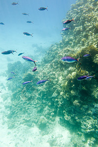 水下珊瑚礁红海南西奈图片