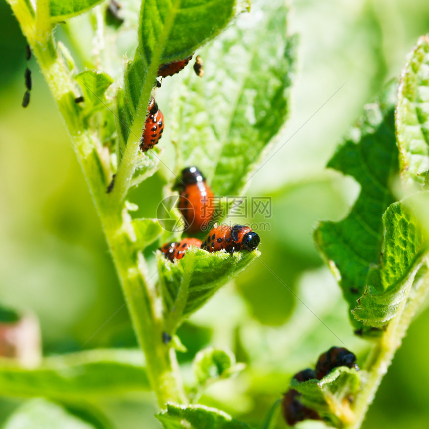 科罗拉多马铃薯甲虫幼在花园图片