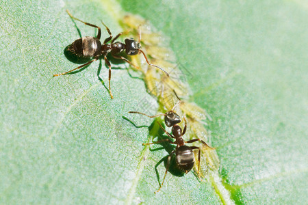环磷酰胺两只蚂蚁在胡桃树叶上照背景