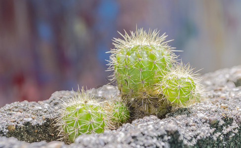 壁孔上种植绿色仙人掌图片