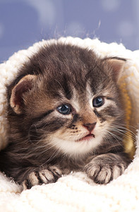 穿着温暖毛衣的可爱小猫在浅蓝图片