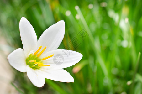 美丽的特写白花与绿叶背景图片