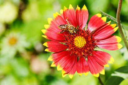 小蜜蜂在夏日从Gailladia花中图片