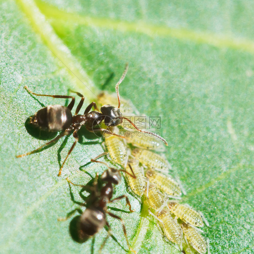 两只蚂蚁在胡桃树的叶子上吃草蚜虫群特写图片