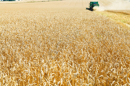 夏日成熟小麦田收割图片